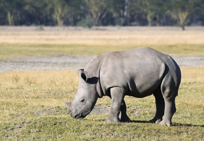 Framed Print : White rhinoceros (Ceratotherium simum)