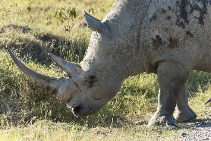 Framed Print : White rhinoceros (Ceratotherium simum)