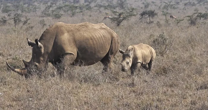 Framed Print : White Rhinoceros (ceratotherium simum)
