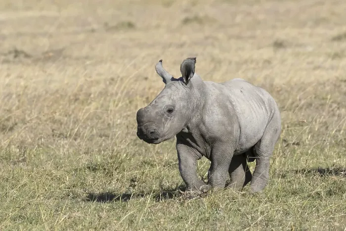 Framed Print : White Rhinoceros (Ceratotherium simum) calf