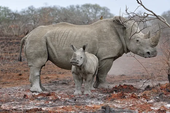 Framed Print : White Rhinoceros (Ceratotherium simum) with calf