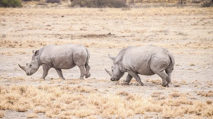 Framed Print : White Rhinoceros spotted in the Khama Rhino Sanctuary Framed Print : White Rhinoceros spotted in the Khama Rhino Sanctuary