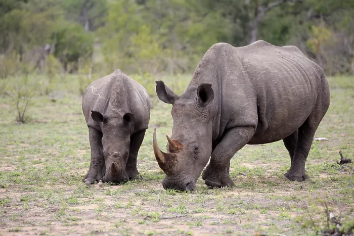 Framed Print : Two White rhinoceroses (Ceratotherium simum)