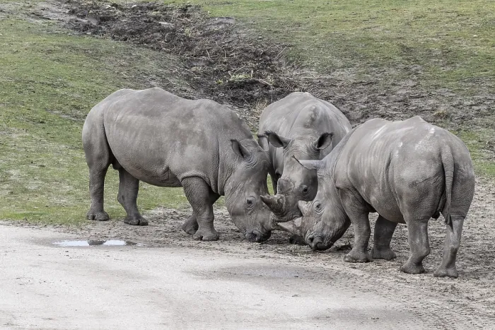 Framed Print : White rhinoceroses (Ceratotherium simum) Framed Print : White rhinoceroses (Ceratotherium simum)