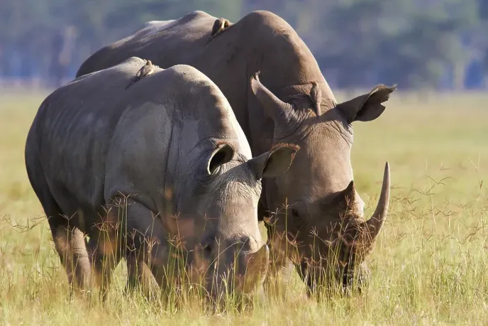 Framed Print : White rhinoceroses, square-lipped rhinoceroses (Ceratotherium simum)