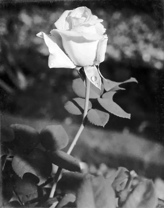 Framed Print : White rose flower with leaf, Uttaranchal, India 1940's