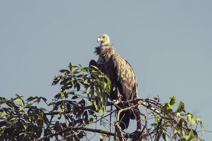 Framed Print : White rumped juvenile vulture, kaziranga national park