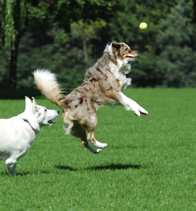 Framed Print : White Shepherd and Australian Shepherd
