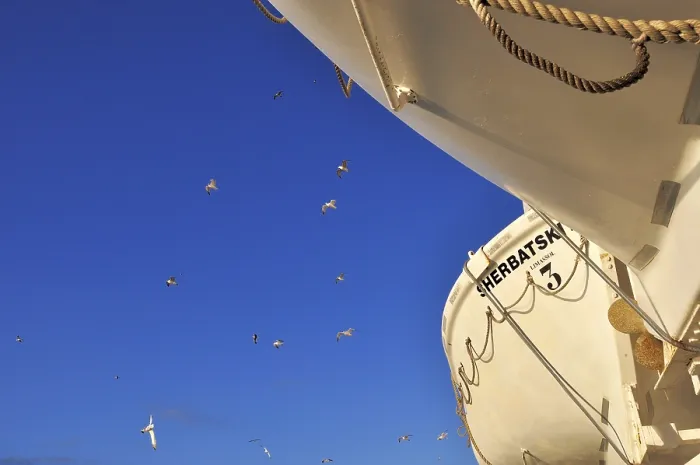 Framed Print : White ship bow with flying seagulls Framed Print : White ship bow with flying seagulls