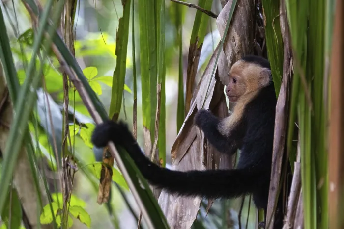Framed Print : White-shouldered capuchin monkey (Cebus capucinus)