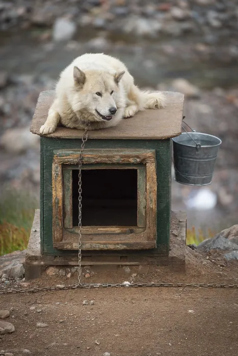 Framed Print : White sled dog lying chained on a doghouse