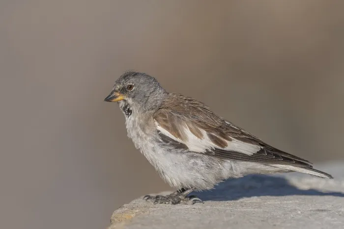 Framed Print : A white snowfinch (Montifringilla nivalis) stands on a rocky surface and displays its striking plumage