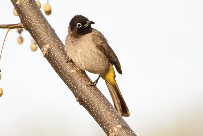 Framed Print : White-spectacled Bulbul or Yellow-vented Bulbul (Pycnonotus xanthopygos) on a branch