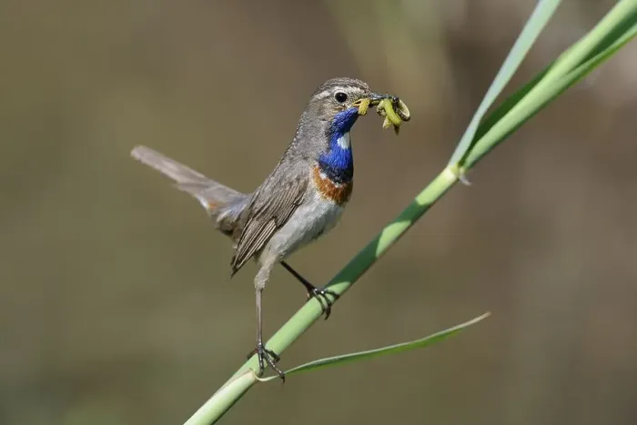 Framed Print : White-spotted Bluethroat (Luscinia svecica cyanecula)
