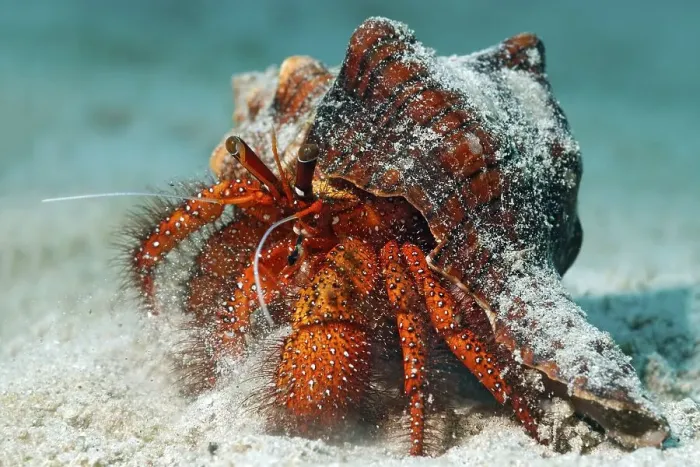 Framed Print : White-spotted Hermit Crab (Dardanus megistos) on sandy ground