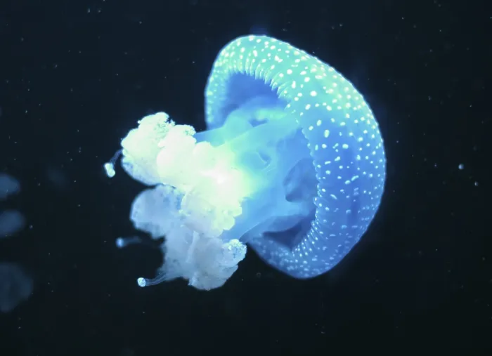 Framed Print : White-Spotted Jellyfish in deep sea