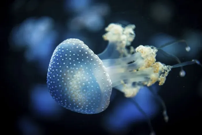 Framed Print : White-spotted Jellyfish (Phyllorhiza punctata)
