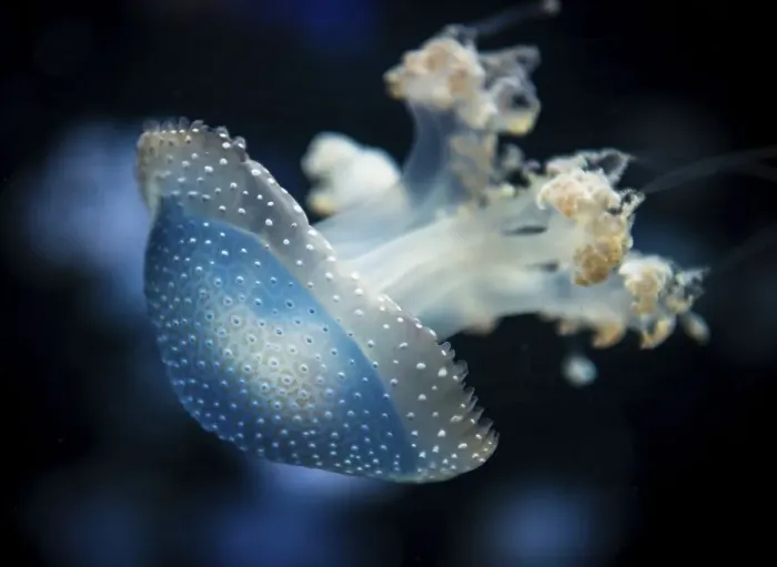 Framed Print : White-spotted Jellyfish (Phyllorhiza punctata)