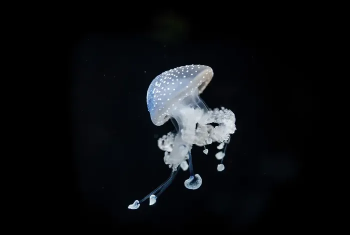 Framed Print : White-spotted Jellyfish (Phyllorhiza punctata)