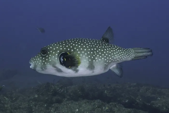 Framed Print : White-spotted pufferfish (Arothron hispidus)