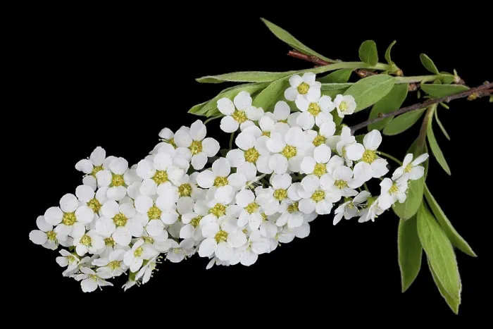 Framed Print : White spring blossom flowers of forest Bird Berry tree