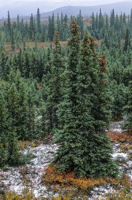 Framed Print : White Spruces in autumnal tundra landscape
