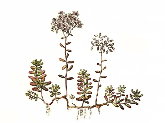 Framed Print : White stonecrop (Sedum) album, also white wall pepper