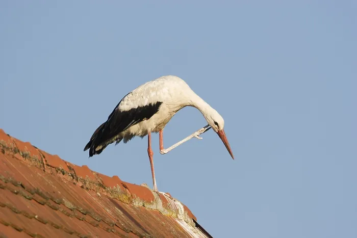 Framed Print : White storch (Ciconia ciconia) on a roof scratching