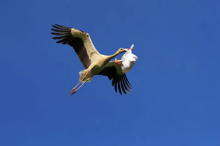 Framed Print : White stork with baby ( Ciconia ciconia)