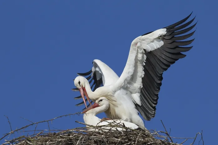 Framed Print : White stork (Ciconia ciconia)