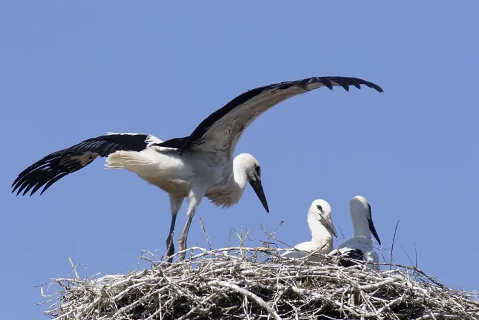 Framed Print : White stork (ciconia ciconia)