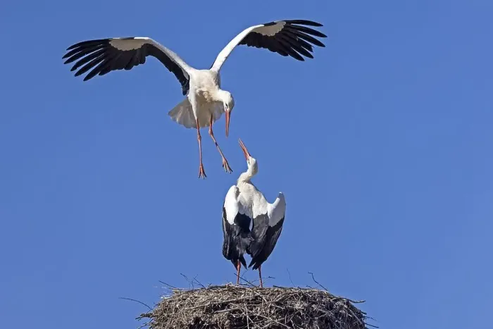 Framed Print : White stork (Ciconia ciconia) in action on the nest