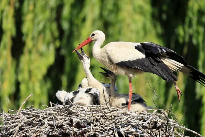 Framed Print : White stork (Ciconia ciconia), adult