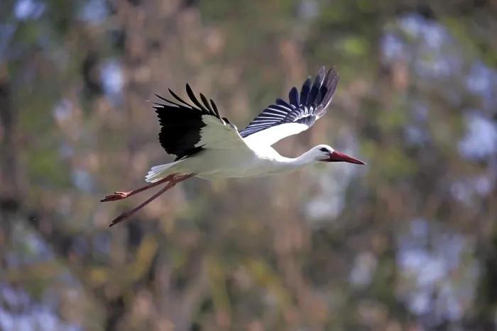 Framed Print : White Stork (Ciconia ciconia), adult