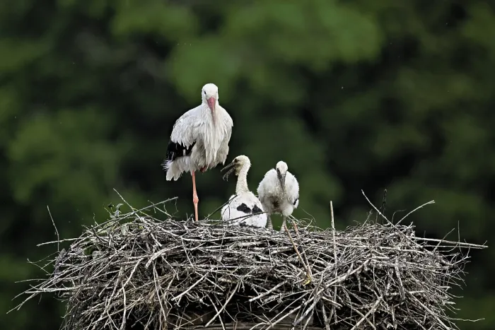 Framed Print : White stork (Ciconia ciconia), adult with two chicks standing on eyrie