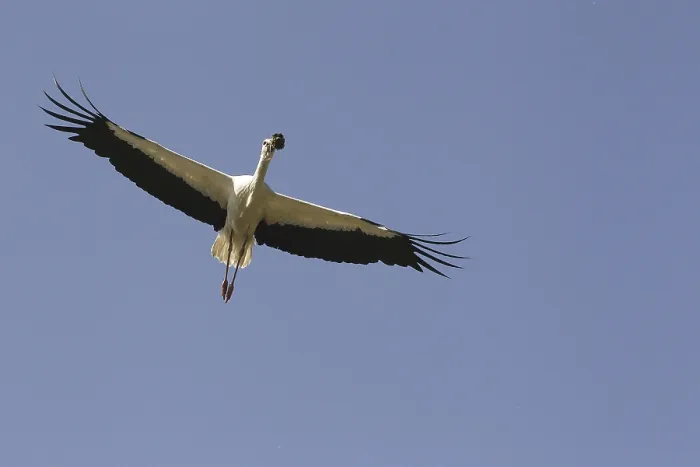 Framed Print : White Stork (ciconia ciconia), Adult in flight