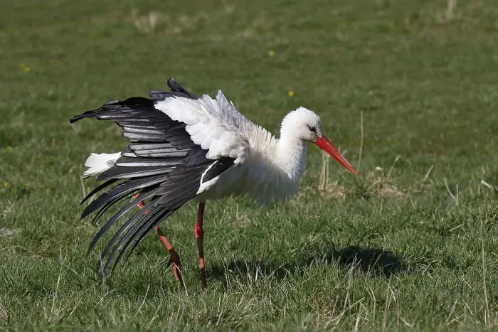 Framed Print : White stork (Ciconia ciconia) airs its plumage