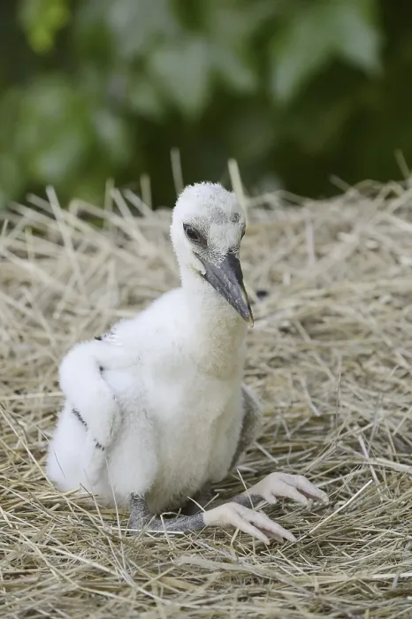 Framed Print : White stork (Ciconia ciconia), chick in nest