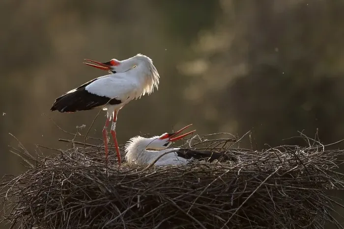 Framed Print : White stork (Ciconia ciconia) courting on the nest