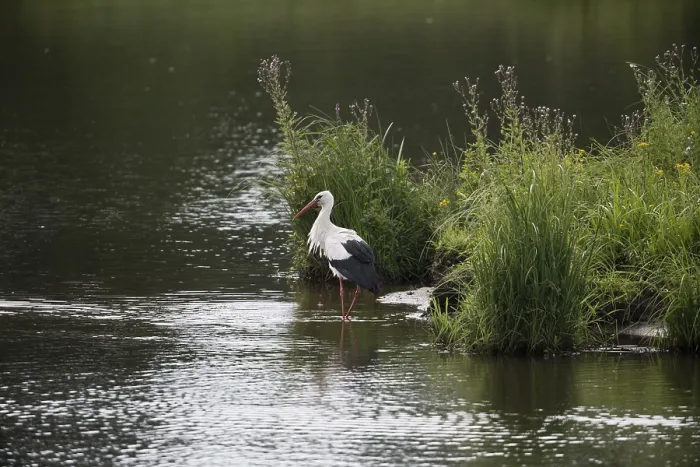 Framed Print : White stork (Ciconia ciconia), Emsland
