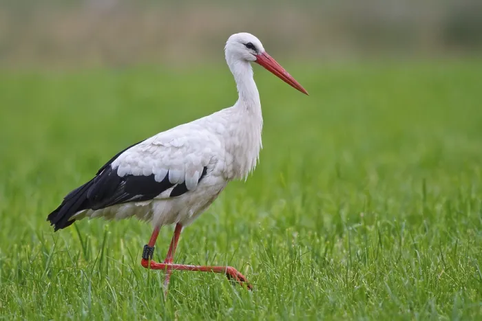 Framed Print : White Stork (Ciconia ciconia) female