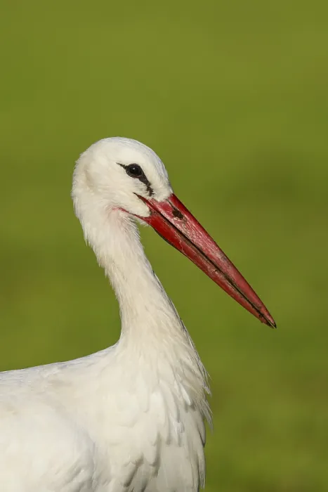 Framed Print : White Stork (Ciconia ciconia) female foraging