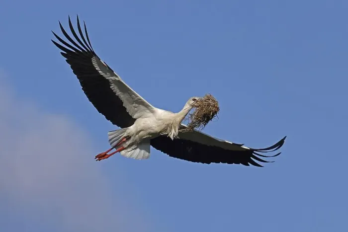 Framed Print : White stork (Ciconia ciconia) flies with nesting material