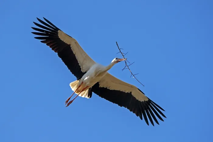 Framed Print : White stork (Ciconia ciconia) flies with nesting material