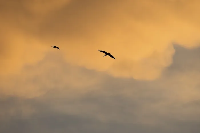 Framed Print : White stork (Ciconia ciconia), in flight