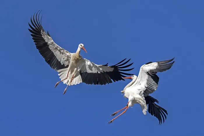 Framed Print : White stork (Ciconia ciconia) flying
