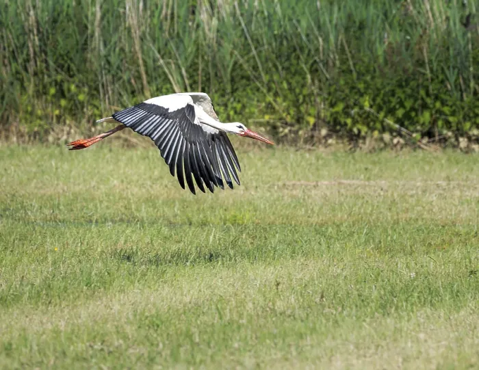 Framed Print : White stork (Ciconia ciconia) flying above a meadow