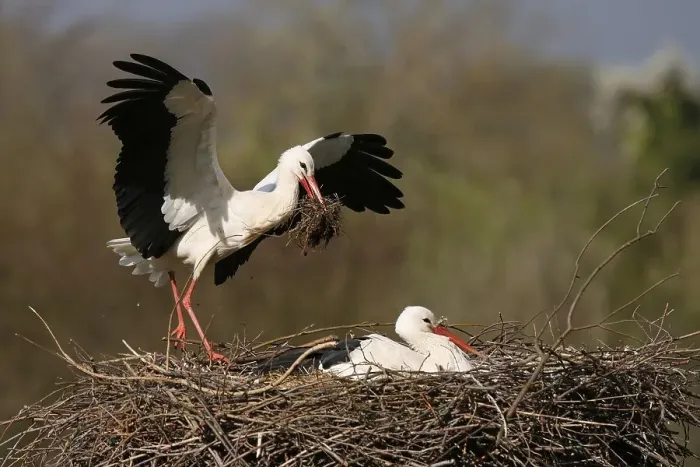 Framed Print : White stork (Ciconia ciconia) flying on the nest