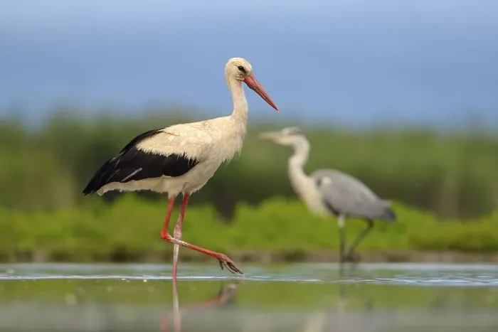 Framed Print : White Stork (Ciconia ciconia) foraging