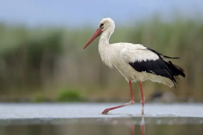 Framed Print : White Stork (Ciconia ciconia) foraging